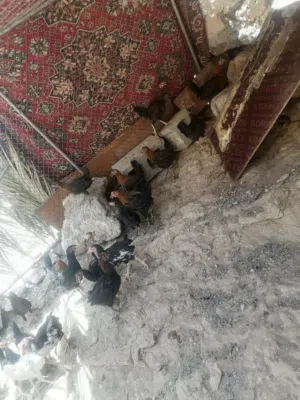 متوفر دجاج محلي للبيع