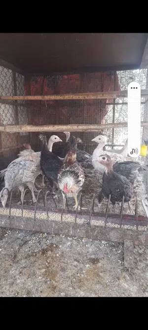 صوص حبش بحدود خمسة عشر فرخ