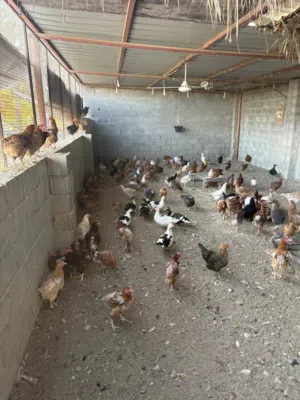 البيع دجاج بياض