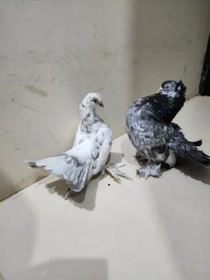 كرنقو زوج لسى مش ماخذين بعض