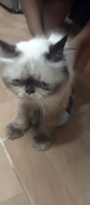 قطه هيمالايا
