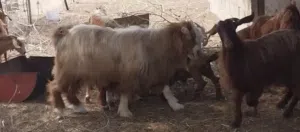 للبيع تيس هديد وأغنام ..أقرا الوصف مهم