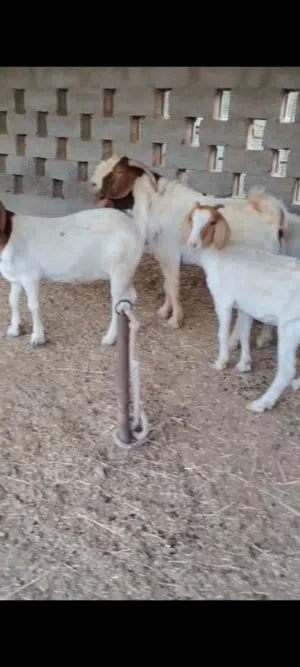 بورقوت للبيع