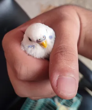 Birds0