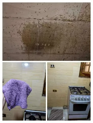 ‏المنزل والحديقة أخرى‏3