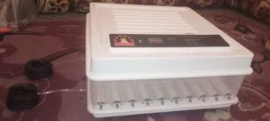 حضانه دجاج للبيع