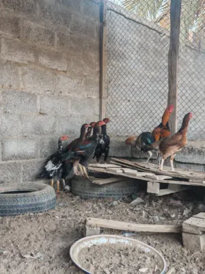 دجاج باكستاني بيور العمر 7 شهور العدد 6