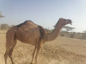 ناقه حايل للبيع