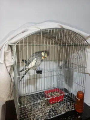 ذكر كوكتيل مع قفص كبير وبكامل اغراضه