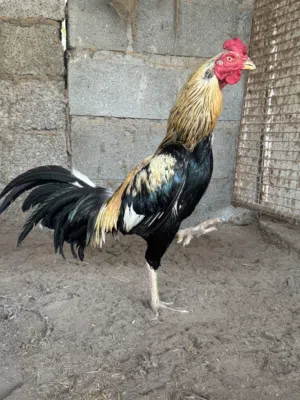 دياكة باكستانية على مستوى