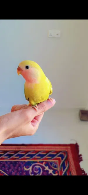 السلام عليكم الوصف مهم