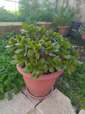 نبات "اليشم" (Jade Plant) مميز وبحالة ممتازة