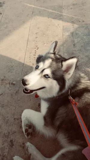 Siberian Husky