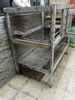 قفص لطيور حجم كبير مرتب