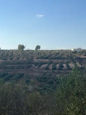 ما شاء الله ارض مميزه للبيع قوشان مستقل بسعر مغري