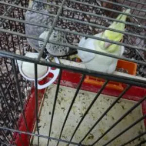 للبيع   أنثى  عدد 2كوكتيل إيزابيل وحبه صفرا   العمر: شهرين  متوفر أنثى  جاهز بسعر 20 دي