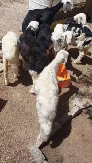 اضاحي نجديات