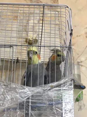 جوز كوكتيل للبيع مع جوز حب