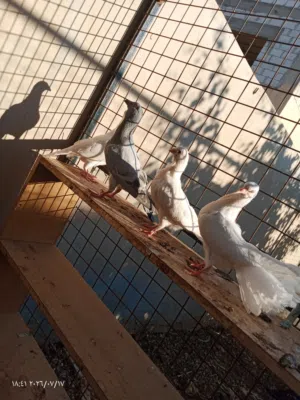 8 فراخ مشكلات للكش