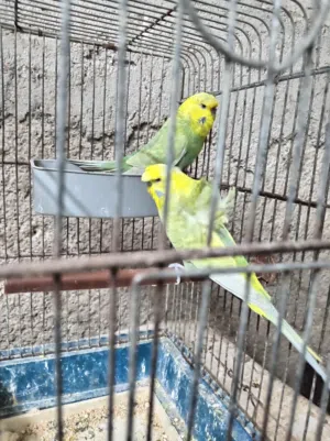 جوز الفحل هوقو وطيره انجليزيه انزل على الوصف