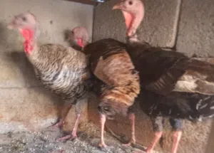 للبيع 3 دجاجات ديك الرومي عز ماتدبح او تربي ميزان الله يبارك