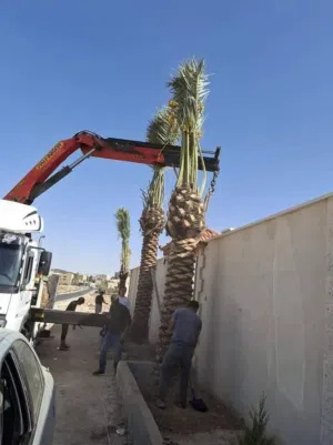 افضل انواع النخيل الواشنطونيا النخل المثمر