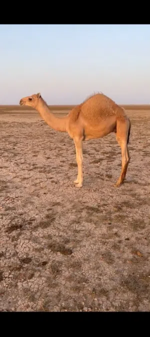 قعود فطيم للبيع