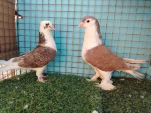 حمام شيزاري حجم جامبو