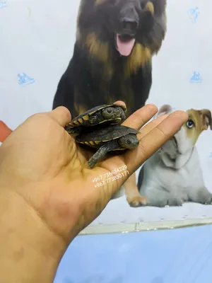 Turtles1