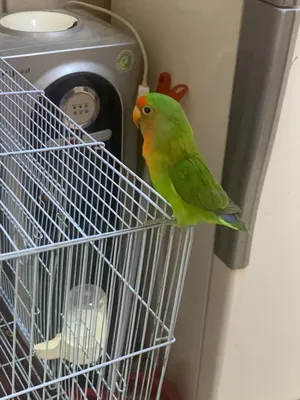 ‏ببغاء‏4