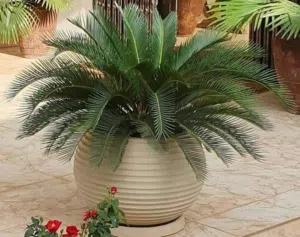 ابو ساره لاعمال الحدائق والمزارع