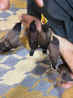 فراخ طير مينا قابل للتعليم