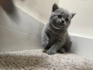 British Shorthair Kitten