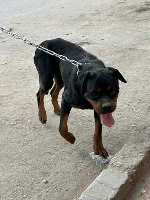 Rottweiler1