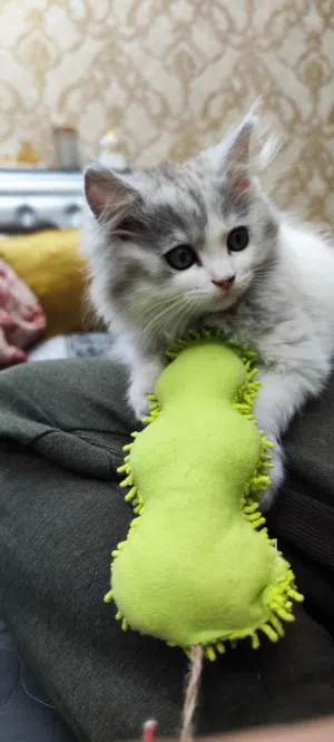 قطط للبيع العمر شهرين ونص