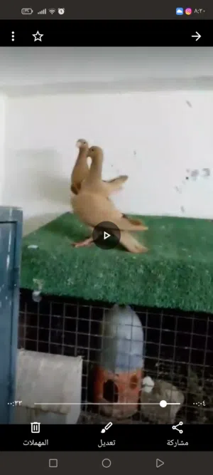 جوزين شغلات ومكفولات