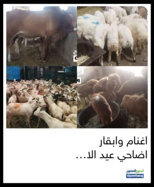 اغنام وابقار ضحايا العيد الاضحى المبارك