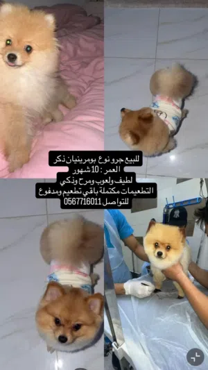 بومرينيان ذكر بني وعسلي لطيف ومطعم وخالي من الامراض مرحًجدا للاطفال وحجمه صغير ينفع للبيوت في الداخل