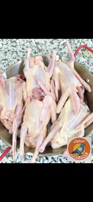 فروخ حمام زاجل للأكل