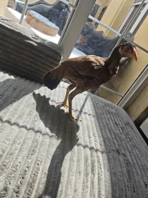 دجاجه باكستانيه