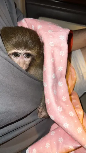 Other Animals3