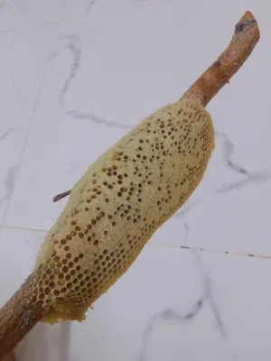 للبيع عسل ابو طويق عماني بشمع مع الحطب ماله
