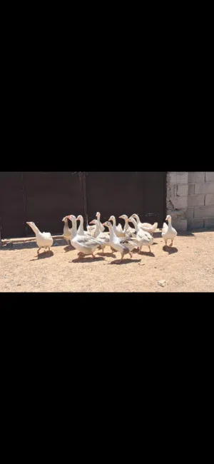 ذكر و 2 أناتي وز و 9 طروف إنتاجهم مكان مصراتة