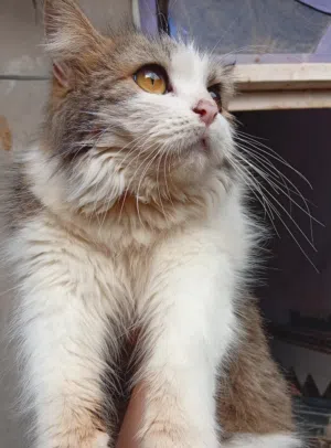 قطه انثه للبيع