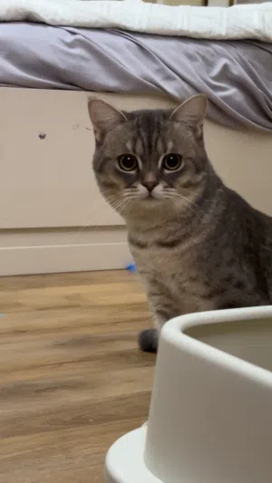 للبيع قط british short hair