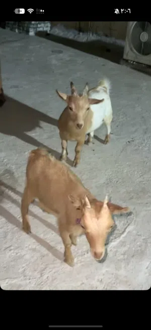 جيكي للبيع صحة ممتازة