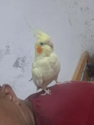 كوكتيل جوز اليف
