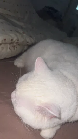 ذكر بريتش شورت