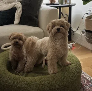 Maltipoo puppy