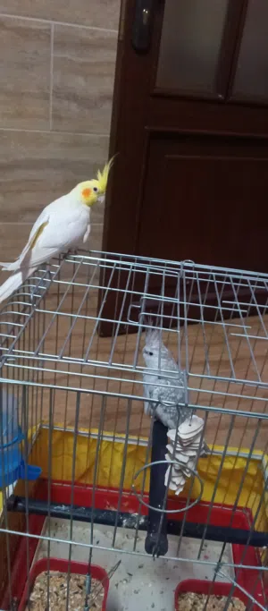 جوز كوكتيل اليف وجوز روز